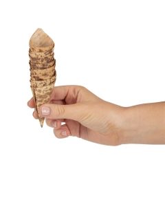 Fiesta Compostable biologisch afbreekbare bamboe puntzakjes 3,5x8cm